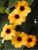 Thunbergia alata Sunny Susy Terracotta